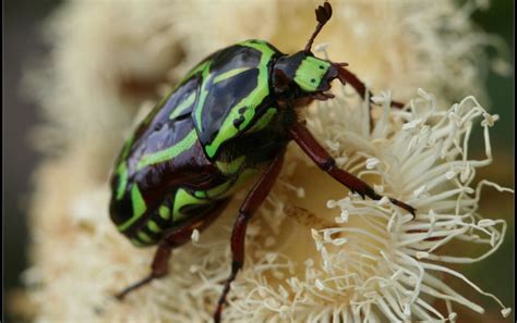 Fiddler Beetle Climatewatch Australia Citizen Science App