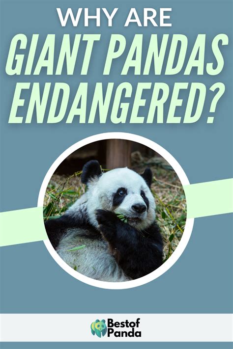 Why Are Giant Pandas Endangered Giant Panda Endangered Panda Habitat