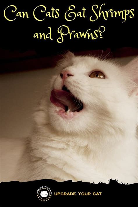 Am i doing this wrong? Can Cats Eat Shrimp? (Or Prawns | Cat advice, Wellness cat ...