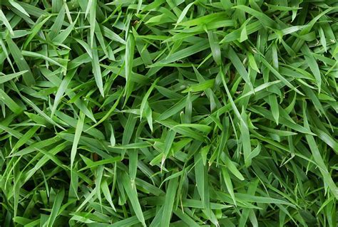 8 Jenis Rumput Taman Yang Paling Bagus Untuk Digunakan Di Rumah