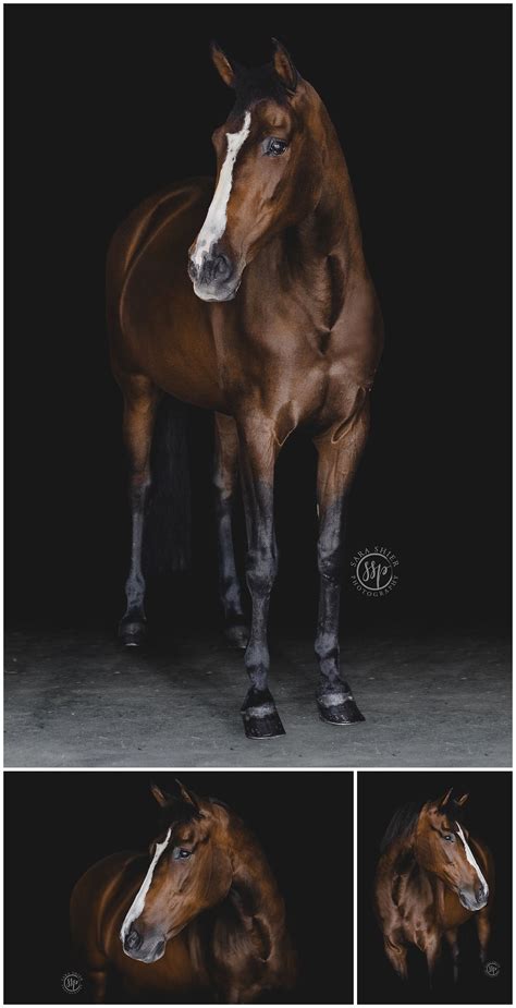 Pin By Sara Shier Photography On Black Background Equine Portraits