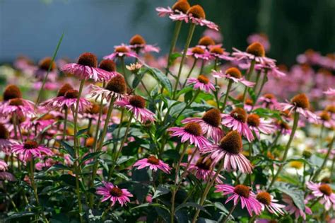 14 Beautiful Perennial Wildflowers For A Low Maintenance Landscape