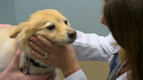 Is Deadly Dog Flu Spreading Beyond The Midwest