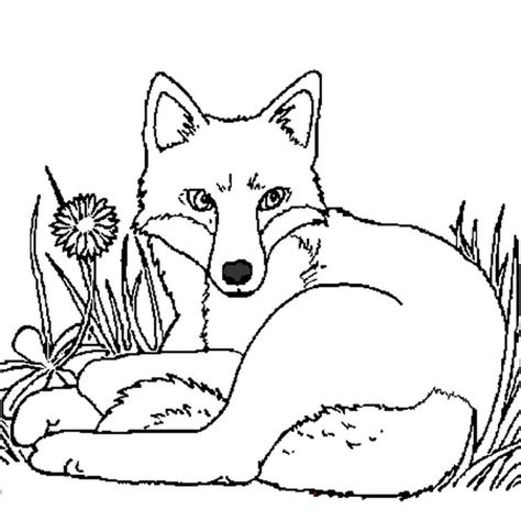 Coloriage Renard Couché Dans L'herbe En Ligne Gratuit À Imprimer tout