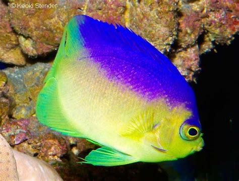 Colins Pygmy Angelfish Centropyge Colini Tims Tropical Fish And