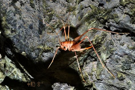 Cave cricket on Skyros, June 2011 | Cave crickets found on S… | Flickr
