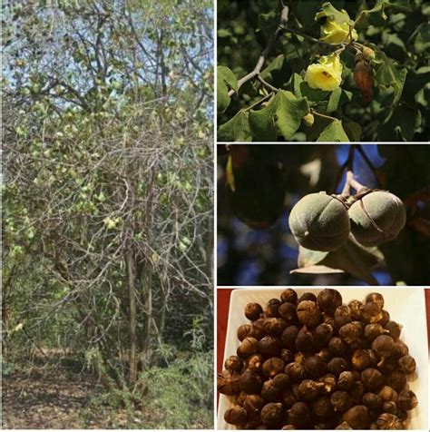 All You Need To Know About Goron Tula Including Its Health Benefits