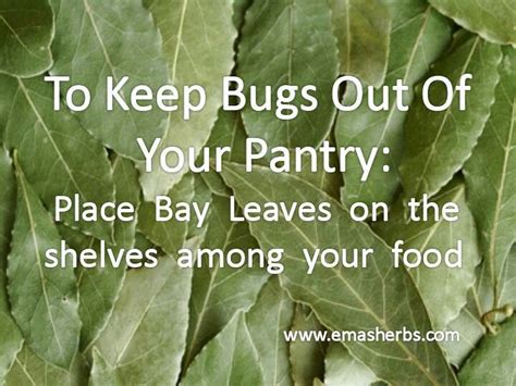 Bay leaves are amazing tools to manifest! Pin on Tips& ideas