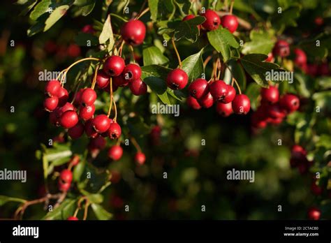 Hawthorn With Red Fruits In Autumn Stock Photo Alamy