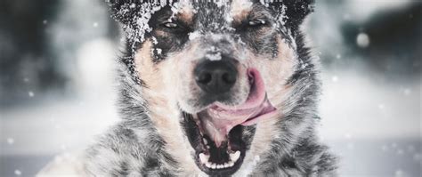 Download Wallpaper 2560x1080 Dog Protruding Tongue Snow Dual Wide