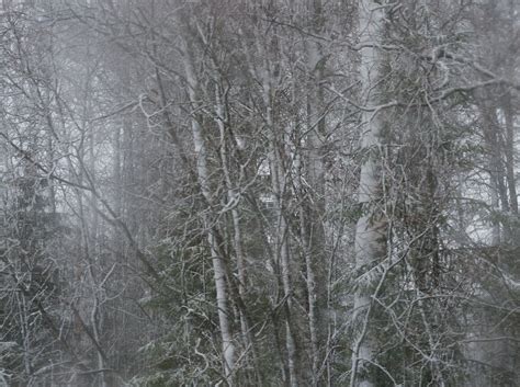 Wallpaper Trees Branch Cold Mist Frost Sweden Freezing Birch
