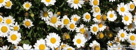 White Wild Flowers Facebook Cover Photo