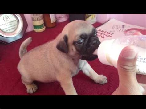 A mother dog's milk is the be all and end all of a puppy diet until weaning starts, containing all. Cute tiny pug puppy drinking milk - YouTube