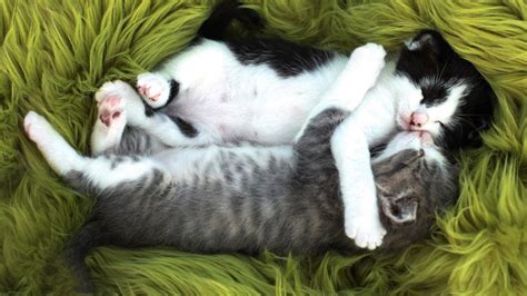 Sweet Kittens Sleeping Hd Wallpaper Background Image
