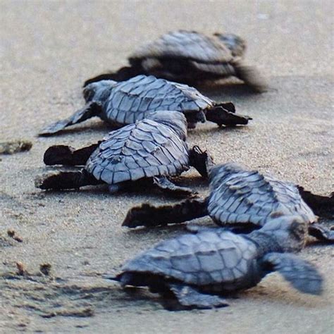 Baby Sea Turtles Olive Ridley Baby Sea Turtles Turtle Swimming