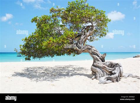 Eagle Beach Divi Divi Tree Aruba Stock Photo Alamy