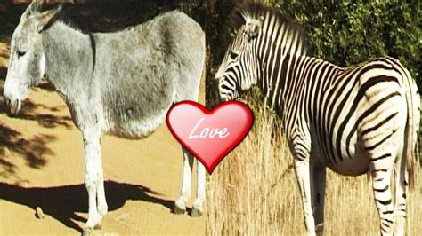 Donkey And Zebra Mating