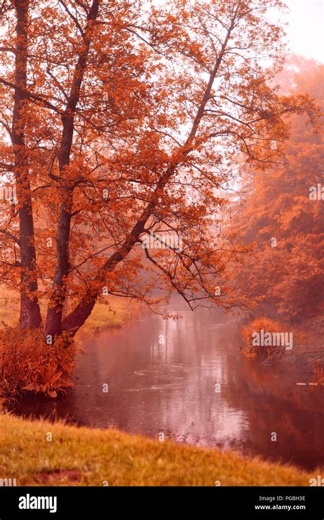 Autumn Misty Morning Autumn Dawn Scene Alden Trees On Foggy Riverbank