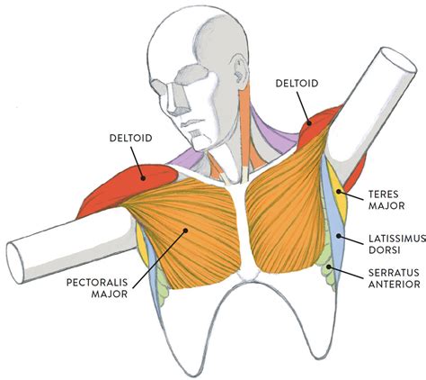 Incredible Chest Muscle Anatomy Diagram References Bigmantova