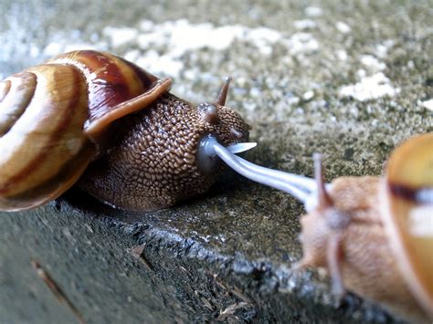 Ordonnance potins équipement conservation des escargots au frigo Voyage