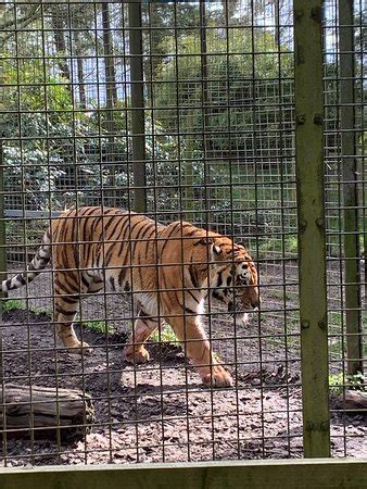 Zsl whipsnade zoo, dunstable, united kingdom. ZSL Whipsnade Zoo (Dunstable) - 2019 All You Need to Know ...