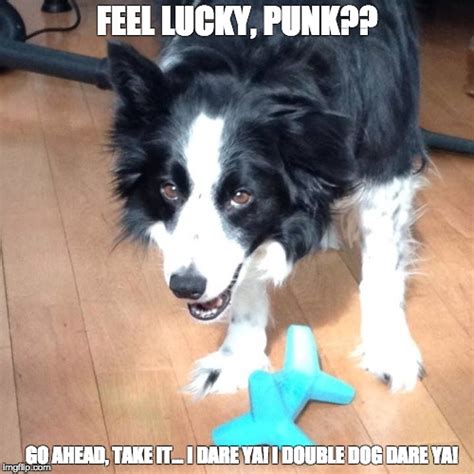 See more of the daily border collie memes on facebook. 21 Border Collie Memes Guaranteed To Make You Laugh - Page 3 - The Paws