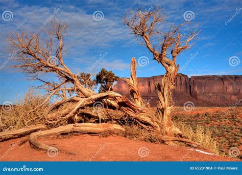 Juniper Tree Arizona Monument Valley Stock Photo Image Of Outdoor