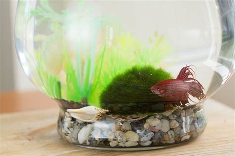 How to propagatе your own moss. How to Propagate Moss Balls | Hunker