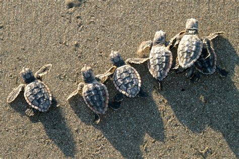 Sea Turtles 101 Interesting Facts And How To See Them