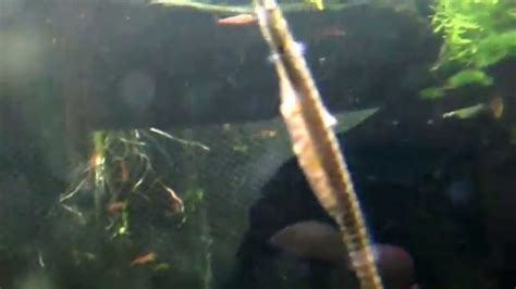 Freshwater Pipefish Father Carrying Eggs Youtube