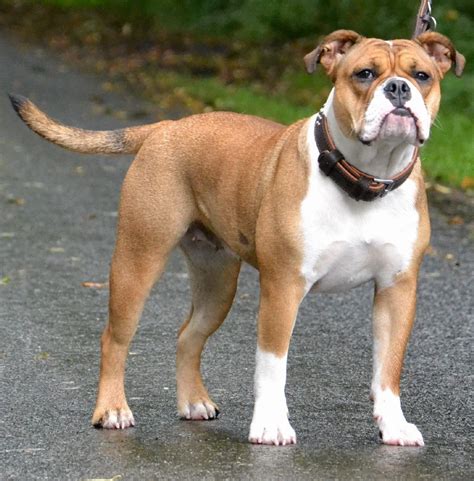 Pin By Dog Breeds On Olde English Bulldogge English Pitbull Pitbulls