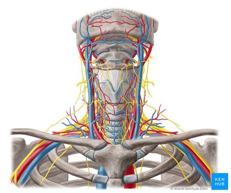 Head And Neck Anatomy Structures Arteries And Nerves Kenhub My Xxx Hot Girl