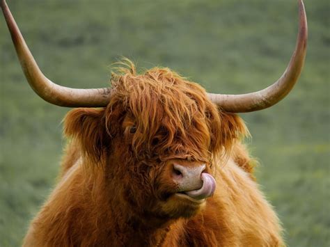 Highland Cattle Inred Med En Poster Photowall