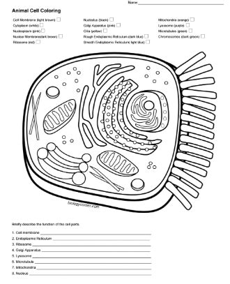 Best of animal cell coloring answer key animal cell coloring page answers Animal Cell Coloring Pdf Answer Key in 2020 | Animal cells ...