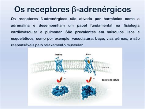 Quais São Os Principais Efeitos Dos Receptores β1 Agonista Adrenérgicos