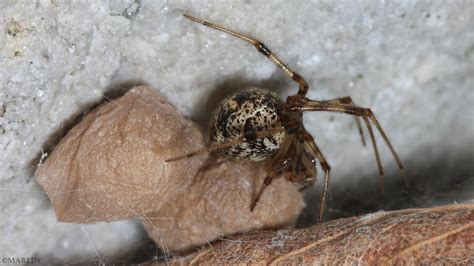 Cobweb Spider Theridion North American Insects And Spiders