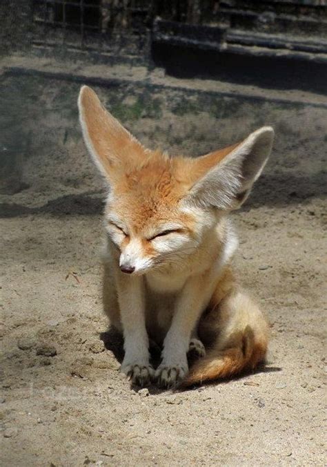 Fennec Fox Wildlife Pinterest