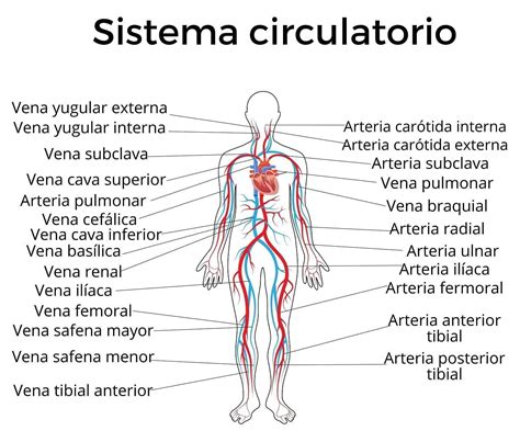 Partes Del Sistema Circulatorio Porfa Brainlylat