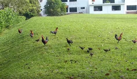 Koh poh koon (simplified chinese: Chicken culling necessary to protect against bird flu: Koh ...