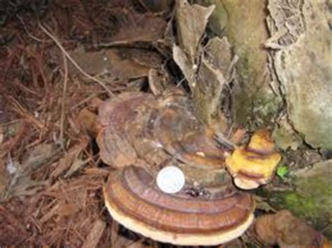 Most tree fungi consume decaying wood, but there isn't a lot of that on a healthy tree. Ganoderma Butt Rot - Palm Tree Disease