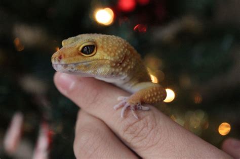 Safe And Effective Reptile Handling Tips For Interacting With Your Pet
