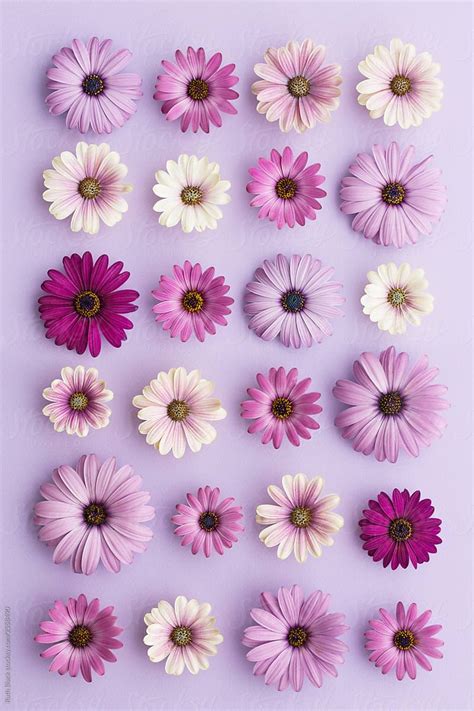 i Purple it : Purple wallpaper for iPhone