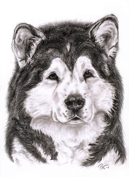 Alaskan Malamute Portrait 2 By Andunesilme On Deviantart