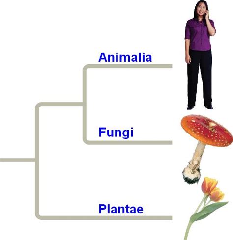 Humans Fungihtml 2602humansfungitree L