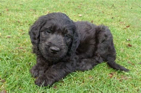 Contact us today for more information. Goldendoodle - Puppies, Rescue, Pictures, Information ...