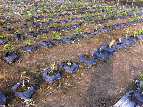 Tumbuk bawang putih dan cili padi. Asingkan Tong Racun Rumpai dan Racun Serangga - MyAgri.com ...
