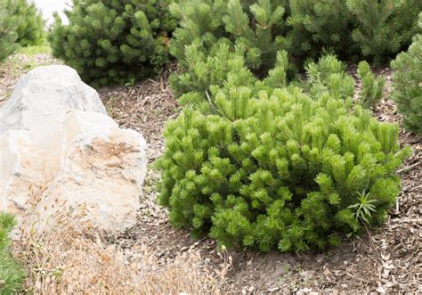 The Dwarf Mugo Pine Pinus Mugo Var Pumilio Is An Evergreen Plant