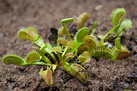 Venus fly trap is a raptorial wild plant that has lately found domestication in homes. Venus Flytrap | San Diego Zoo Animals & Plants
