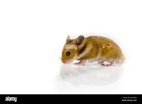 Brown Hamster On White Background Goldhamster Dark Plain Background Pet