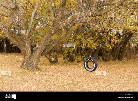 Hanging Tire Swing Hi Res Stock Photography And Images Alamy